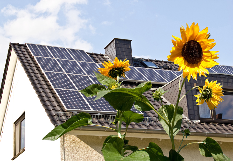 Solar panels at a roof with sun flowers